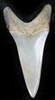 Fossil Mako Shark Tooth - Virginia #26697-1